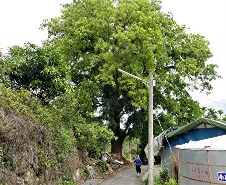 “茄苳神木”是云林县年龄最老的老树，树龄约为500年左右，。