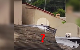 屋顶上发现“狗头” 结果竟是只猫 视频走红