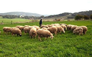 河北滄州老人的羊被牽走做核酸 引輿論質疑
