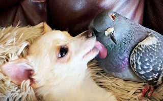 组图：不能飞的鸽子被救后与疾幼犬成朋友