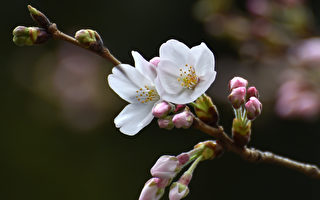 较往年平均早4天 日本宣布东京樱花季开始