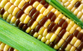 台玉米黄豆免税至4月底 将报政院延2个月