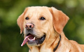 连续31年 拉布拉多犬名列美国最受欢迎小狗