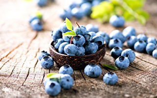 澳洲農場種出高爾夫球般大藍莓 破世界紀錄