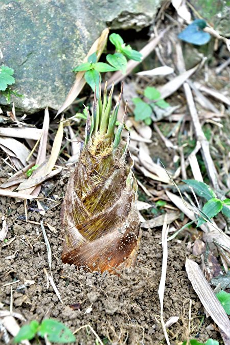 暮春时节，春雨滋润灌溉下，此时竹子从地下茎冒出了新芽。