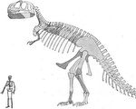 霸王龍前肢為何這麼短？古生物學家提新論