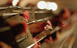 维州西澳均出现禽流感病毒 40万只鸡将被扑杀