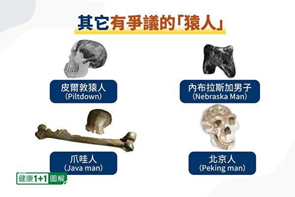 一些被称为“人类祖先”的化石，都是由骨头碎片拼凑出来，无法完整证明人类是由猿猴进化而来。（健康1+1／大纪元）