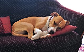 如何从小狗的睡姿看出它们的内心世界？