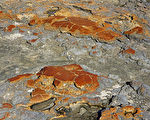 科學家：地球上發現更多最古老化石證據