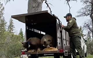经半年救治已康复 加州4只小熊回到野外