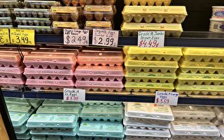 美国禽流感蔓延 纽约鸡蛋价格飙升