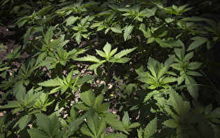 新澤西出售大麻正式合法化 醫學專家深憂潛危害