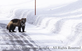美国黄石公园惊现极稀有物种金刚狼