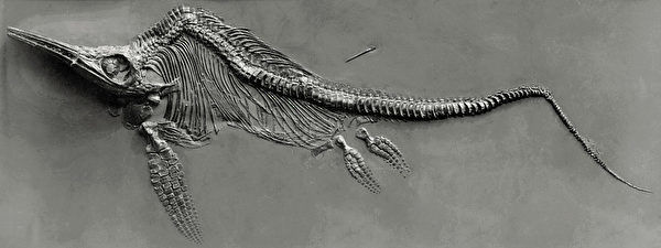 瑞士阿爾卑斯山發現史前巨型魚龍化石