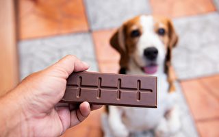 为什么小狗吃巧克力会中毒？