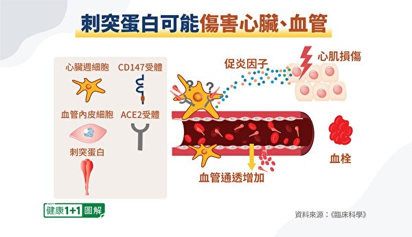 刺突蛋白可能會直接誘使血栓形成。（健康1+1／大紀元）