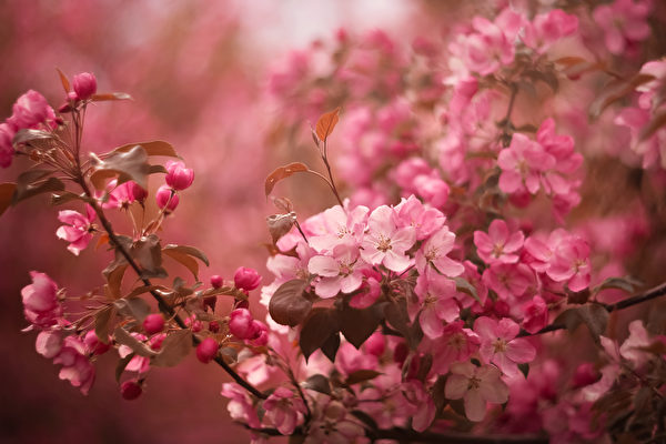 7種適合庭院種植的觀花樹 花香四溢超療癒