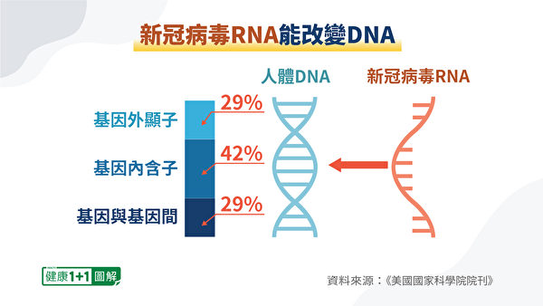 新冠病毒RNA能改變人體基因。（健康1+1／大紀元）