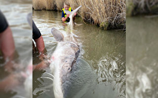 美12歲男童成功捕獲近3米長的巨大鱘魚