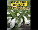 重庆五月突降大雪上热搜