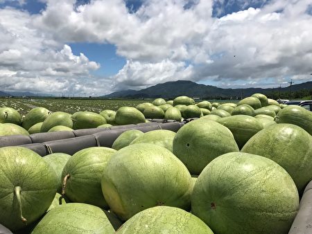 花蓮西瓜以華寶品種為主，栽培面積逾千公頃，因土質、氣候均佳，每顆重約25至30台斤，口感沙、脆、甜。
