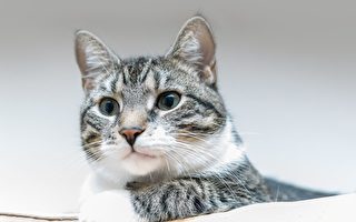 研究：家猫能分辨出同类和主人的名字