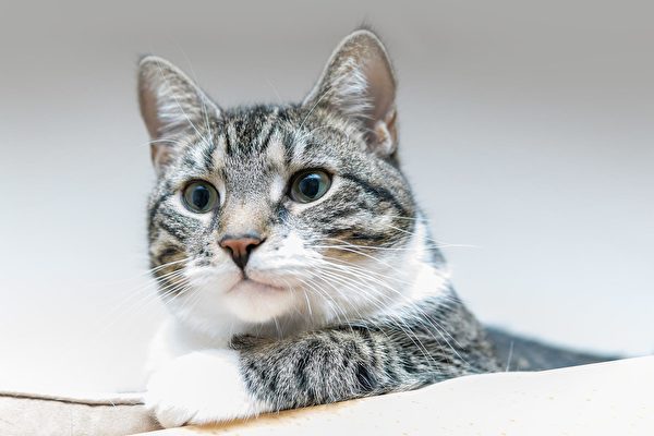 研究：家猫能分辨出同类和主人的名字