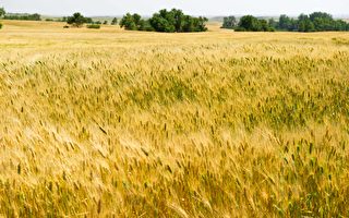 冬旱春涝令美国小麦减产 影响全球粮价