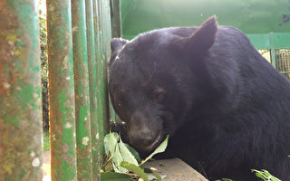 特生中心栽殼斗科植物 供黑熊吃堅果保健康　