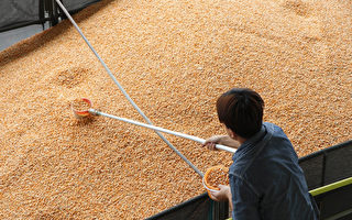 台鼓勵種植飼料玉米 6萬獎勵申領資格放寬
