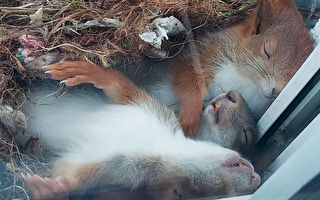 組圖：攝影師幸運拍到松鼠「午睡全家福」