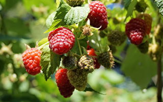 后院笔记——种植树莓