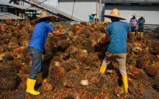 马来西亚大缺工 棕榈果没人采企业被迫弃单