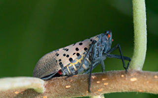 新泽西多县斑点灯笼蝇肆虐 严重危害农作物