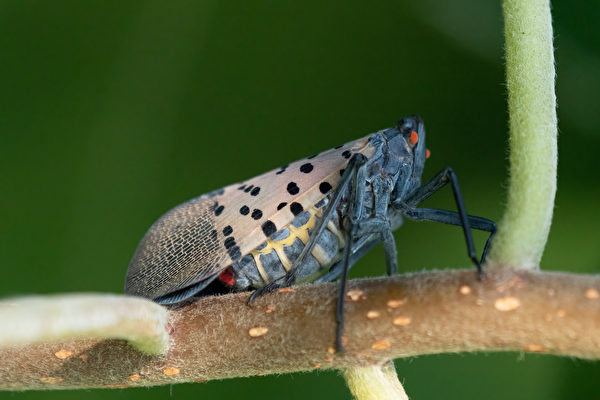 新澤西多縣斑點燈籠蠅肆虐 嚴重危害農作物
