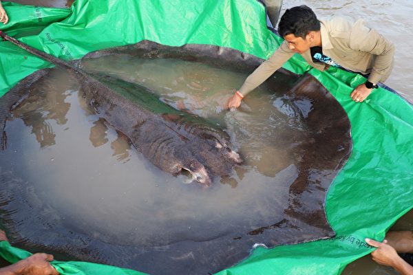 组图：柬埔寨村民捕获世上最大淡水鱼 重661磅