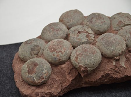 印度發現第一個罕見恐龍蛋中蛋化石