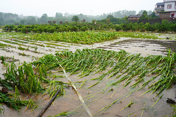 2022年6月20日，廣西桂林泉州縣一片被洪水淹沒的農田。（Tang Guangdong/VCG via Getty Images）