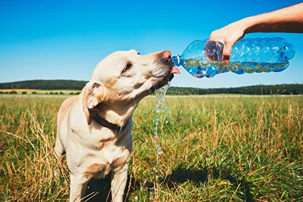 别让小狗喝太多水 当心它们“水中毒”