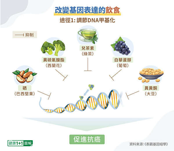 通過調節DNA甲基化來抗癌的食物和營養素。（健康1+1／大紀元）
