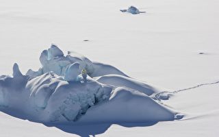 獨特北極熊新亞種現蹤格陵蘭 捕獵不需海冰
