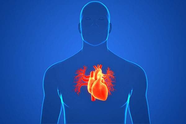 十二经络中“心包经”对心脏有保护作用。哈佛研究证实了心包经的存在。(Shutterstock)