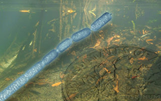 科學家發現第一個肉眼可見的巨型細菌
