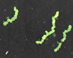 科學家發現2公分長細菌 顛覆人類認知