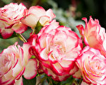 7種庭園玫瑰 繁花似錦 耐寒、抗病又易維護