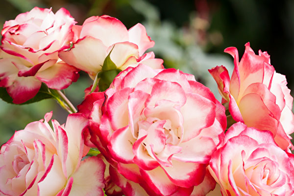 7种庭园玫瑰 繁花似锦 耐寒、抗病又易维护