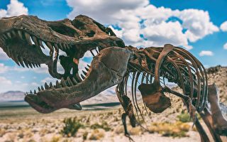 7600万年前恐龙化石 苏富比月底拍卖