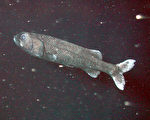 罕見巨魚再現日本2千米深海域 體長2.5米