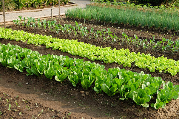 現代種植業的發展、對土壤的破壞及化肥的使用，使食物中的鎂缺乏。(Shutterstock)